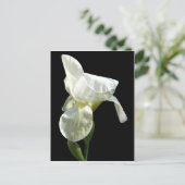 Carte postale iris Flower (Debout devant)