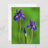 Carte Postale Iris flowers (Devant / Derrière)