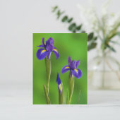 Carte Postale Iris flowers (Debout devant)