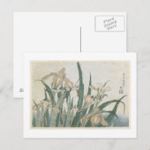 Carte Postale Iris Flowers and Grasshopper, c.1830-31 (Devant / Derrière)