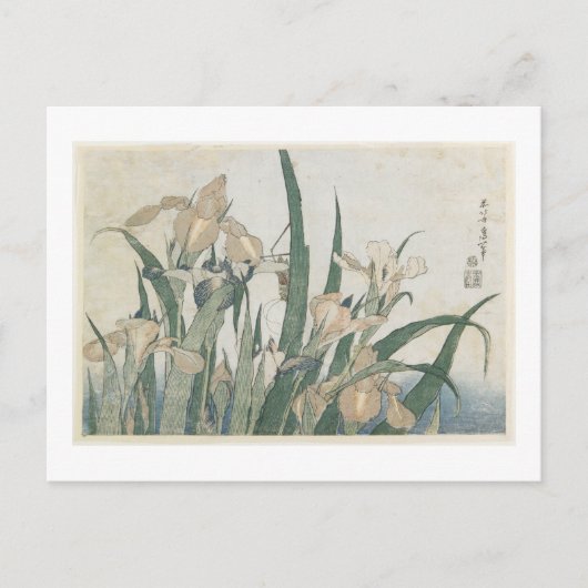 Carte Postale Iris Flowers and Grasshopper, c.1830-31 (Devant)