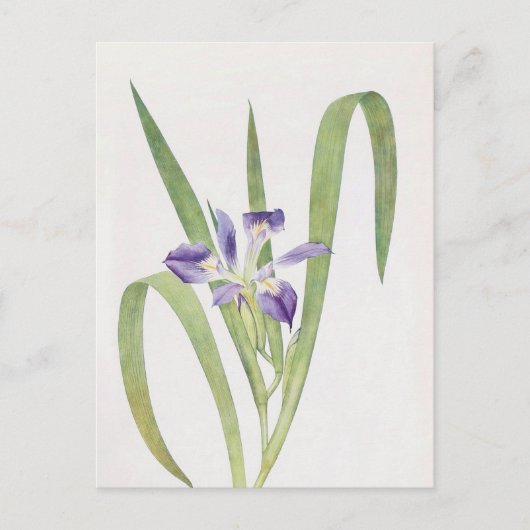 Carte Postale Iris Foliosa par William Dykes (Devant)