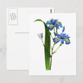 Carte Postale Iris Frangee par Joseph Pierre Redoute (Devant / Derrière)