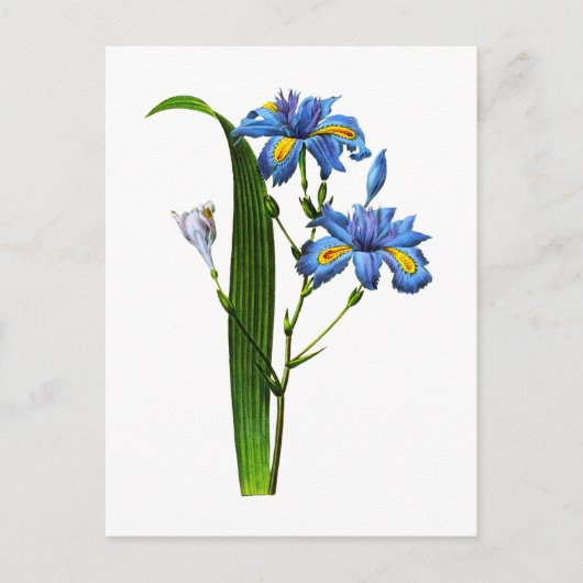 Carte Postale Iris Frangee par Joseph Pierre Redoute (Devant)