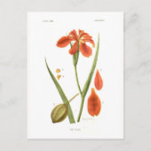 Carte Postale Iris fulva (Devant)