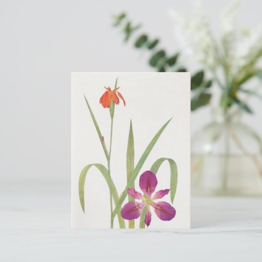 Carte Postale Iris Fulva et Iris Fulvala par William Dykes (Debout devant)