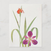 Carte Postale Iris Fulva et Iris Fulvala par William Dykes (Devant)