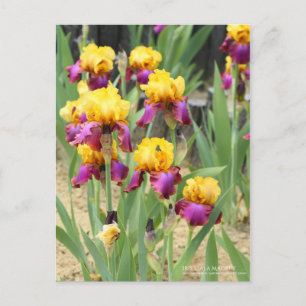 Carte Postale Iris "Gala Madrid" [Carte postale]