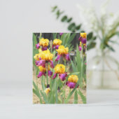 Carte Postale Iris "Gala Madrid" [Carte postale] (Debout devant)