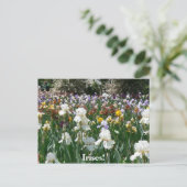 Carte Postale Iris Garden 4 (Debout devant)