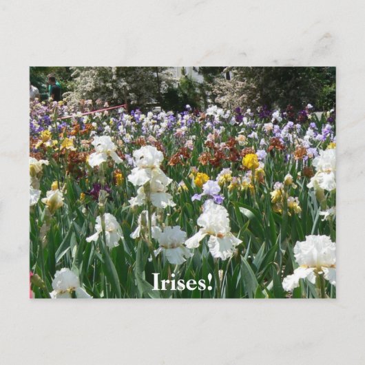 Carte Postale Iris Garden 4 (Devant)