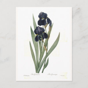 Carte Postale Iris germanica