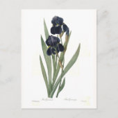 Carte Postale Iris germanica (Devant)