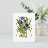 Carte Postale Iris germanica (Debout devant)