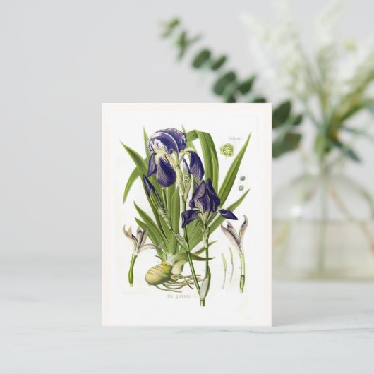 Carte Postale Iris germanica (Debout devant)