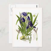 Carte Postale Iris germanica (Devant / Derrière)