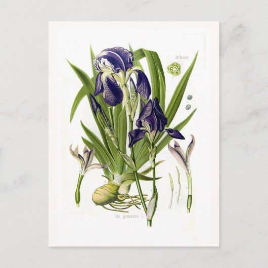 Carte Postale Iris germanica (Devant)