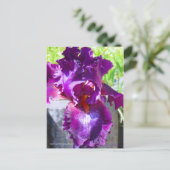 Carte Postale Iris "Gypsy Romance"   [Carte Postale] (Debout devant)