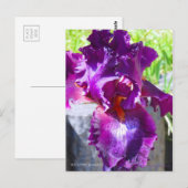 Carte Postale Iris "Gypsy Romance"   [Carte Postale] (Devant / Derrière)