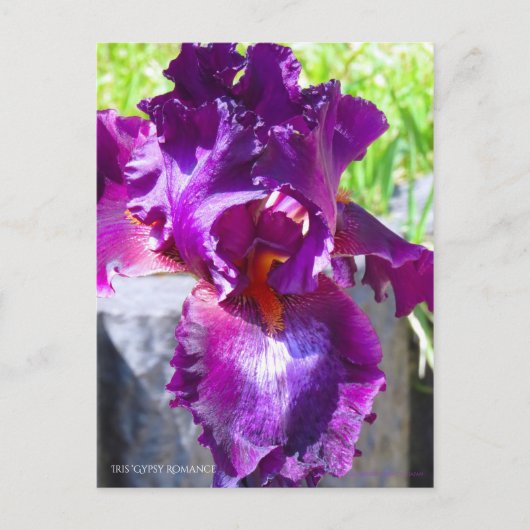Carte Postale Iris "Gypsy Romance"   [Carte Postale] (Devant)