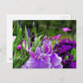 Carte Postale iris japonais (Devant / Derrière)