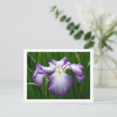 Carte Postale Iris japonais (Debout devant)
