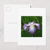 Carte Postale Iris japonais (Devant / Derrière)