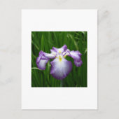 Carte Postale Iris japonais (Devant)