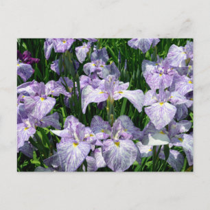 Carte Postale Iris japonais : Horikiri, Tokyo