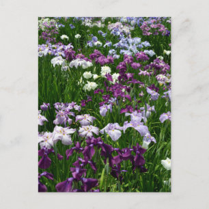 Carte Postale Iris japonais : Tokyo, Japon