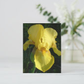 Carte Postale Iris Jaune (Debout devant)