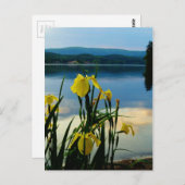 Carte Postale Iris jaune à Lake Shore (Devant / Derrière)
