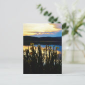 Carte Postale Iris jaunes sur la rive du lac Arrowhead (Debout devant)