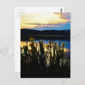 Carte Postale Iris jaunes sur la rive du lac Arrowhead (Devant / Derrière)