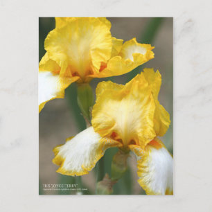 Carte Postale Iris ‘Joyce Terry’   [Carte Postale]