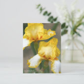 Carte Postale Iris ‘Joyce Terry’   [Carte Postale] (Debout devant)