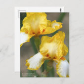 Carte Postale Iris ‘Joyce Terry’   [Carte Postale] (Devant / Derrière)