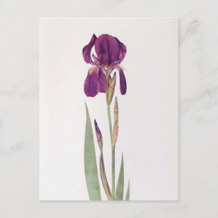 Carte Postale Iris Kochii par William Dykes