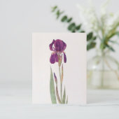 Carte Postale Iris Kochii par William Dykes (Debout devant)