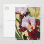 Carte Postale Iris "Latin Hideaway" [Carte postale] (Devant / Derrière)