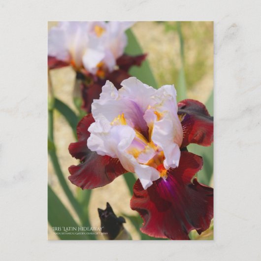 Carte Postale Iris "Latin Hideaway" [Carte postale] (Devant)