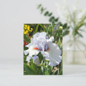 Carte postale Iris Lavande (Debout devant)