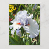 Carte postale Iris Lavande (Devant)