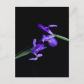 Carte postale Iris Lovers (Devant)