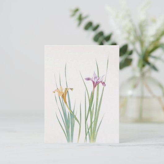 Carte Postale Iris Macrosiphon par William Dykes (Debout devant)