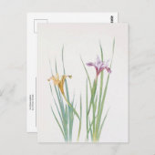 Carte Postale Iris Macrosiphon par William Dykes (Devant / Derrière)