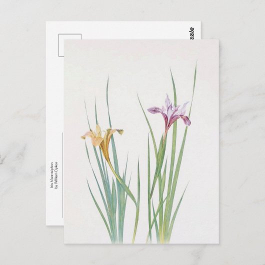 Carte Postale Iris Macrosiphon par William Dykes (Devant / Derrière)