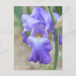 Carte Postale Iris ‘Mary Frances’ [Carte Postale] ポ Rechercher ー