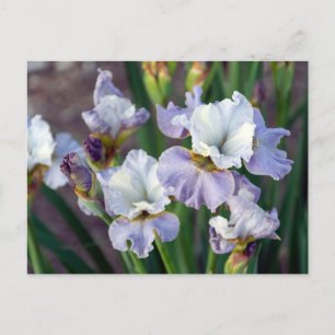Carte Postale Iris mauve et blanche