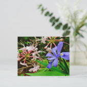 Carte Postale Iris Nain Crêché (Debout devant)